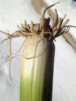 Dilbert's hairdo modeled after the humble leek -- who knew?